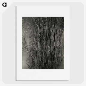 1-76_Alfred-Stieglitz_picture