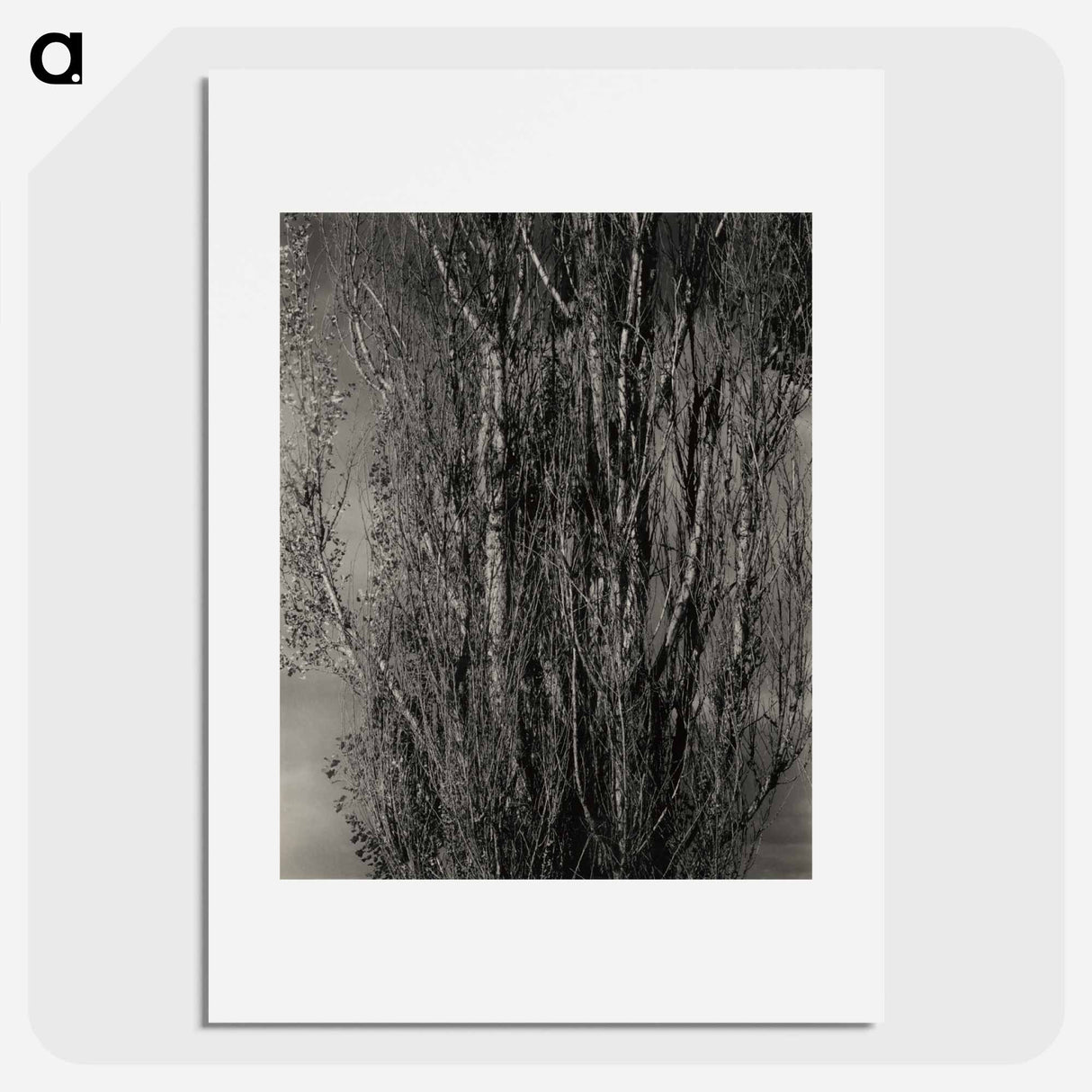 Dying Poplar and Live Branch - Lake George - アルフレッド スティーグリッツ Poster.