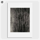 Dying Poplar and Live Branch - Lake George - アルフレッド スティーグリッツ Poster.