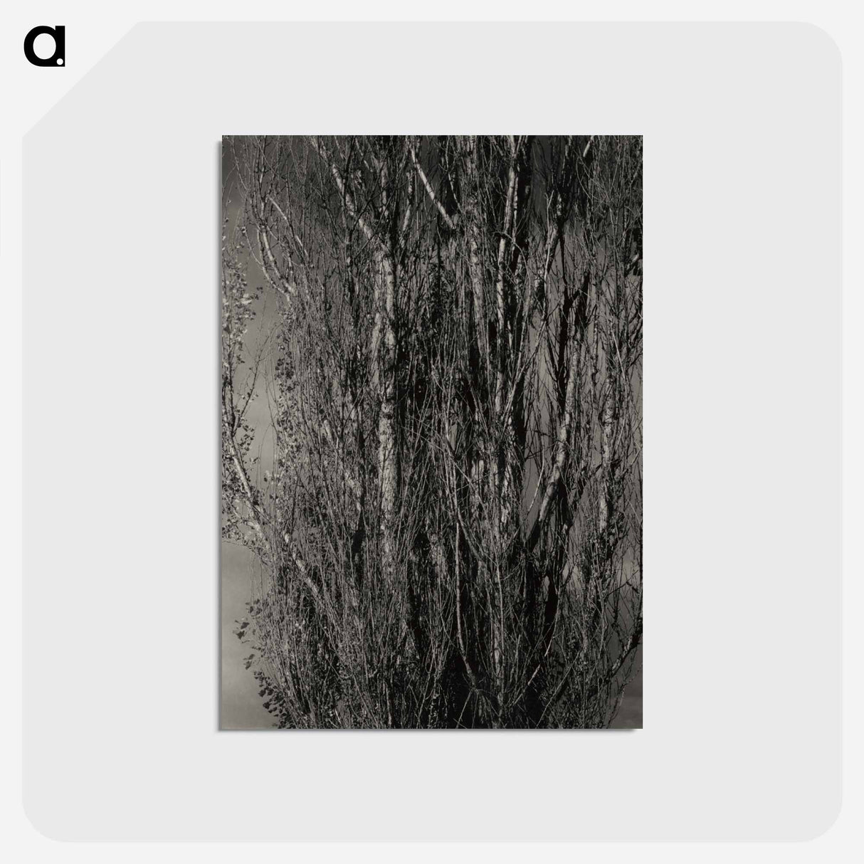 アートポストカード-Dying Poplar and Live Branch - Lake George - アルフレッド スティーグリッツ Postcard.