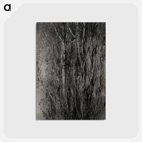 アートポストカード-Dying Poplar and Live Branch - Lake George - アルフレッド スティーグリッツ Postcard.