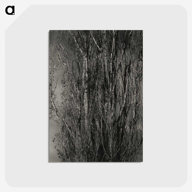 1-76_Alfred-Stieglitz_postcard