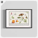 Natural History Ensemble, no. 10 - アンセルムス ボエティウス デ ブート Poster.