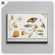 1-76_Anselmus-Boetius-de-Boodt_canvas