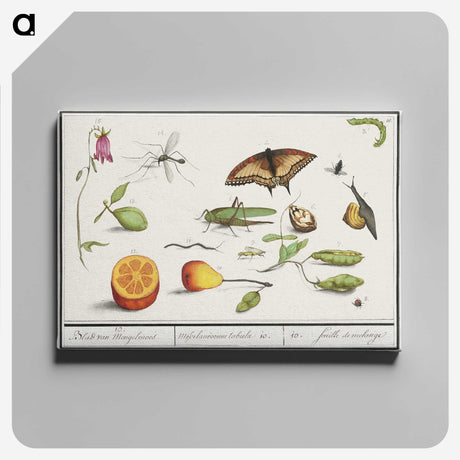 1-76_Anselmus-Boetius-de-Boodt_canvas