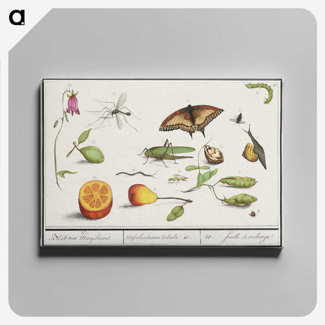 1-76_Anselmus-Boetius-de-Boodt_canvas