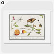 1-76_Anselmus-Boetius-de-Boodt_picture