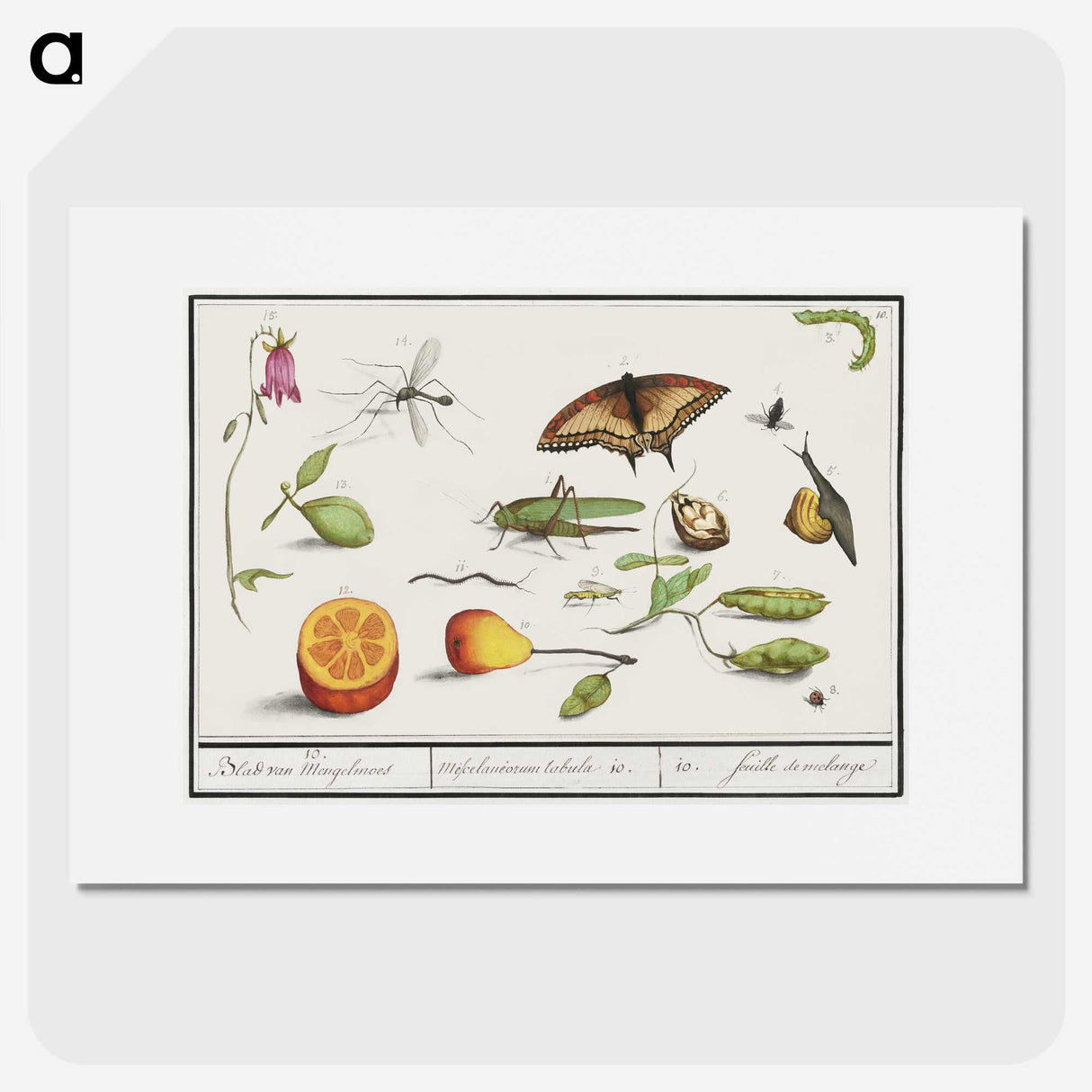 1-76_Anselmus-Boetius-de-Boodt_picture
