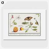 1-76_Anselmus-Boetius-de-Boodt_picture