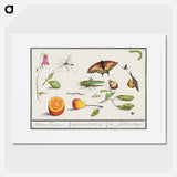 Natural History Ensemble, no. 10 - アンセルムス ボエティウス デ ブート Poster.