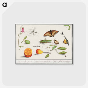アートポストカード-Natural History Ensemble, no. 10 - アンセルムス ボエティウス デ ブート Postcard.