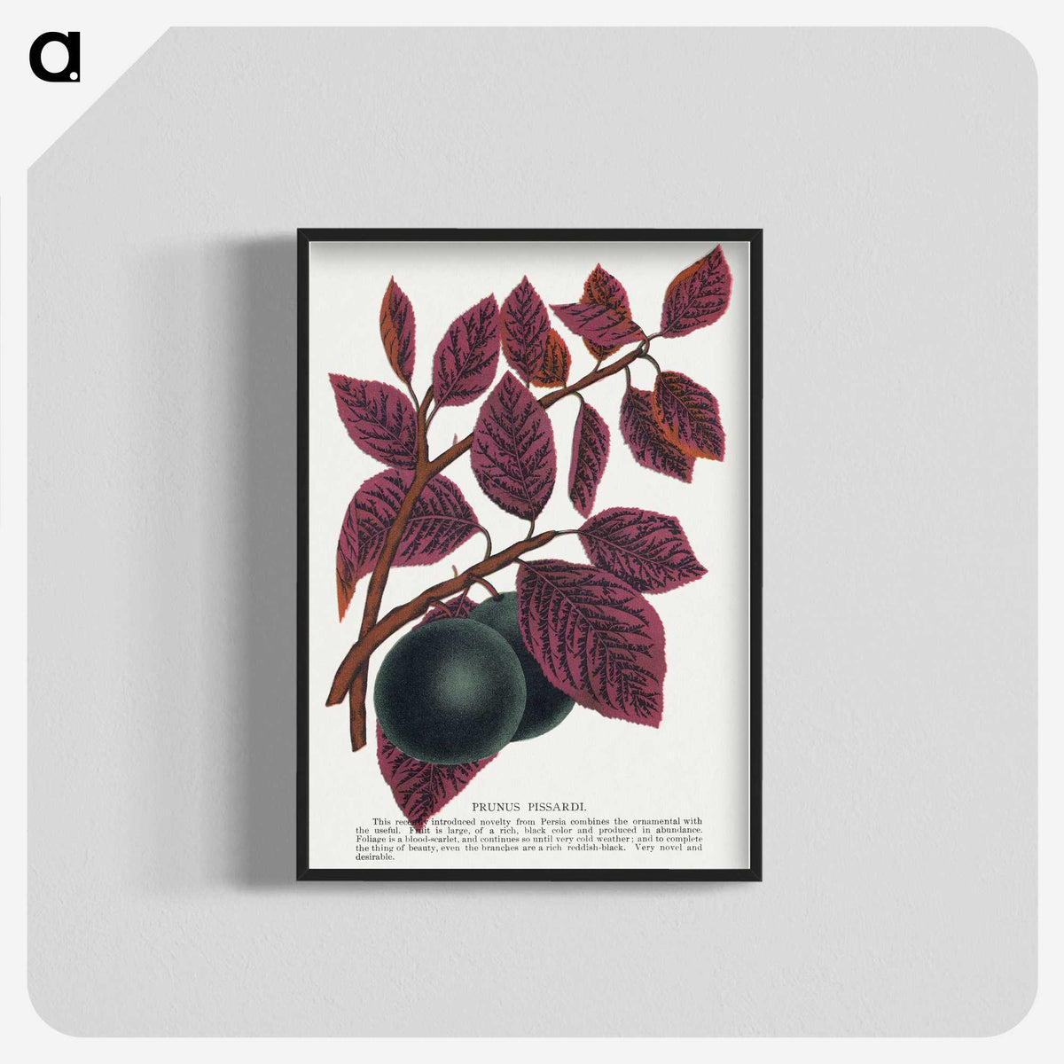 1-76_Botanical-Specimen-Plates_blk-crop