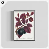 1-76_Botanical-Specimen-Plates_blk-crop