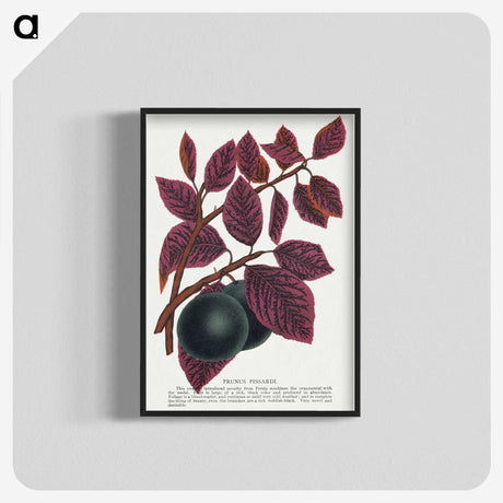 1-76_Botanical-Specimen-Plates_blk-crop