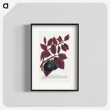 1-76_Botanical-Specimen-Plates_blk