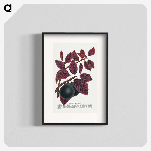 1-76_Botanical-Specimen-Plates_blk