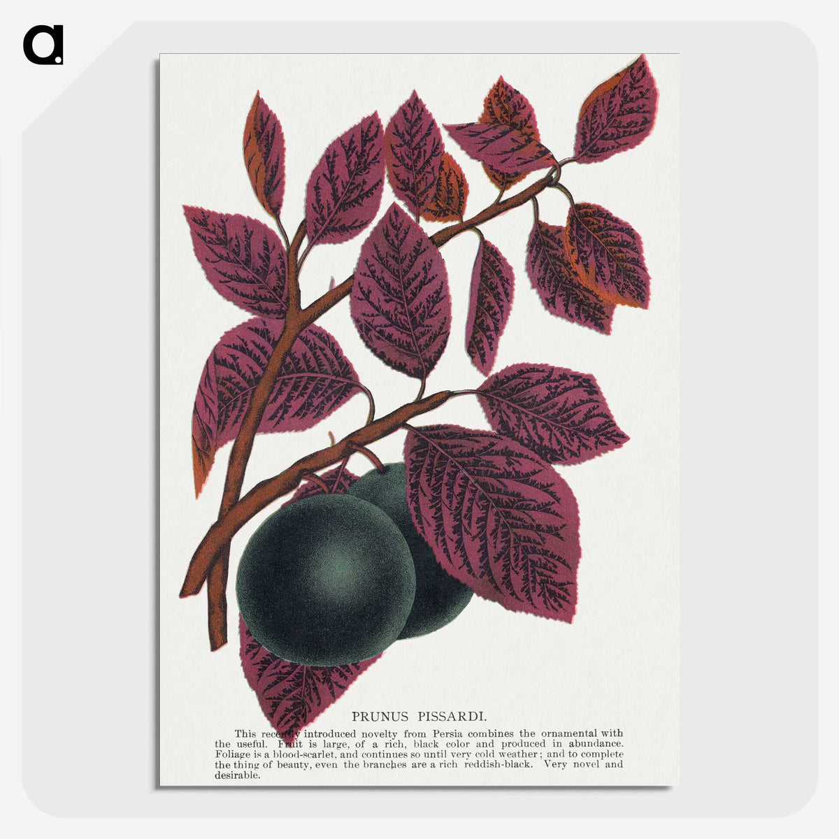 1-76_Botanical-Specimen-Plates_picture-crop
