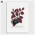 1-76_Botanical-Specimen-Plates_picture