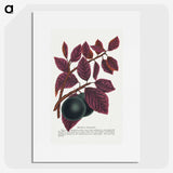 1-76_Botanical-Specimen-Plates_picture