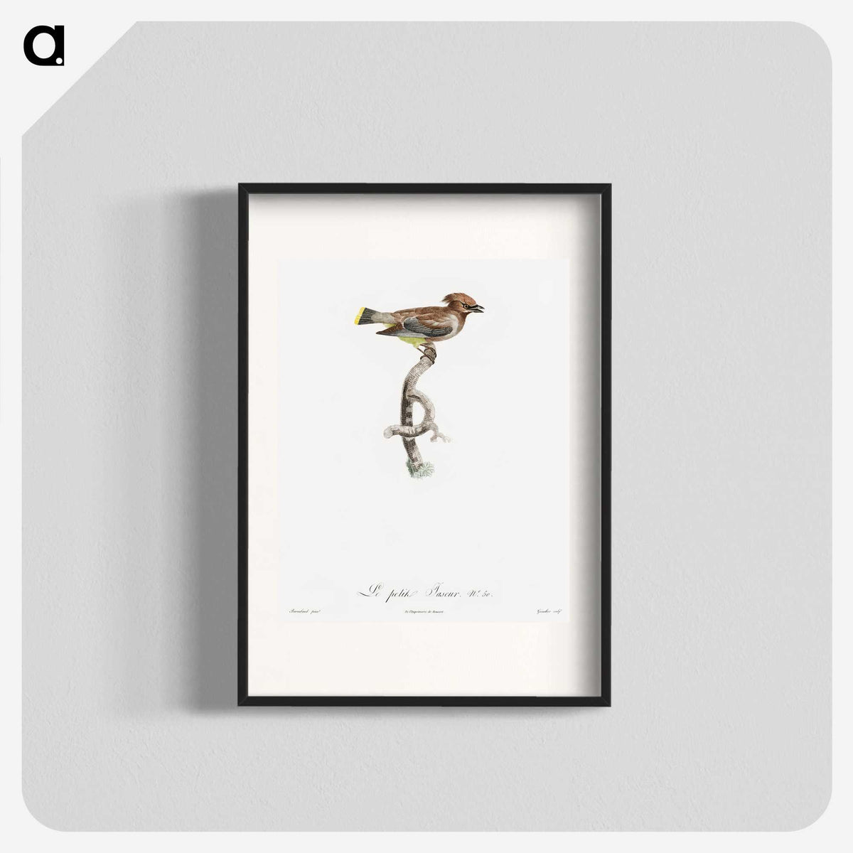 1-76_Des-Oiseaux-de-Paradis_blk