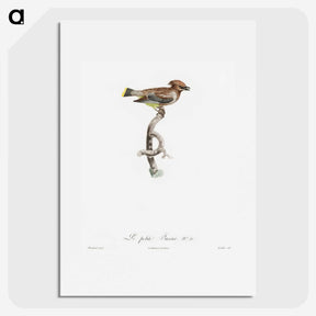 1-76_Des-Oiseaux-de-Paradis_picture