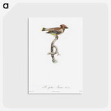 1-76_Des-Oiseaux-de-Paradis_postcard