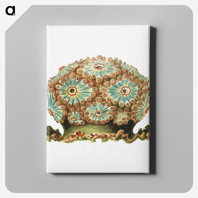 1-76_Ernst-Haeckel_canvas