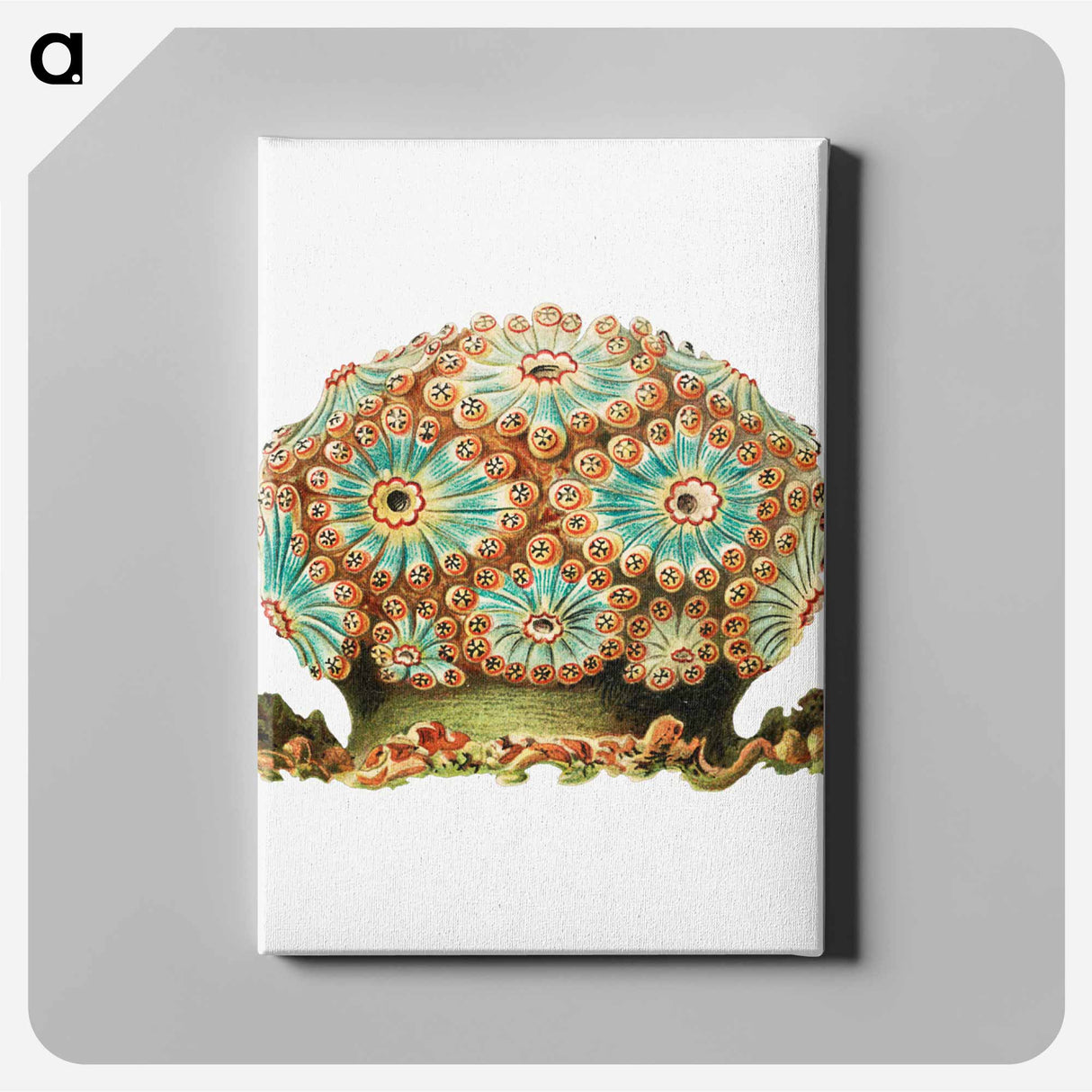 Colorful vintage tunicate illustration - エルンスト ヘッケル Canvas.