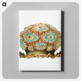 Colorful vintage tunicate illustration - エルンスト ヘッケル Canvas.