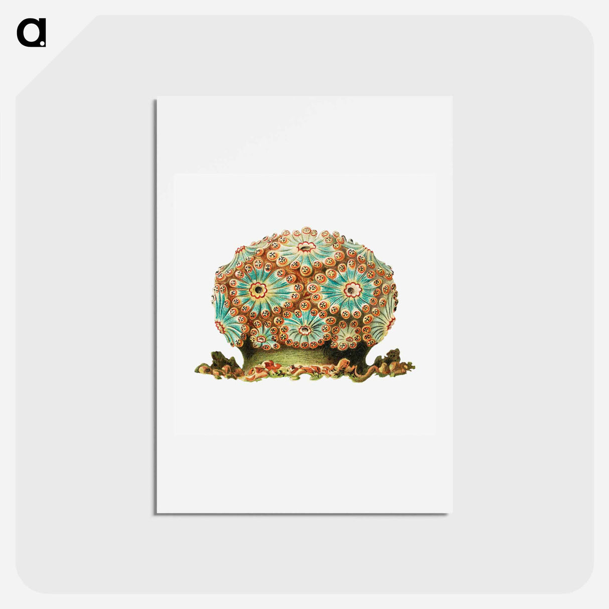 アートポストカード-Colorful vintage tunicate illustration - エルンスト ヘッケル Postcard.
