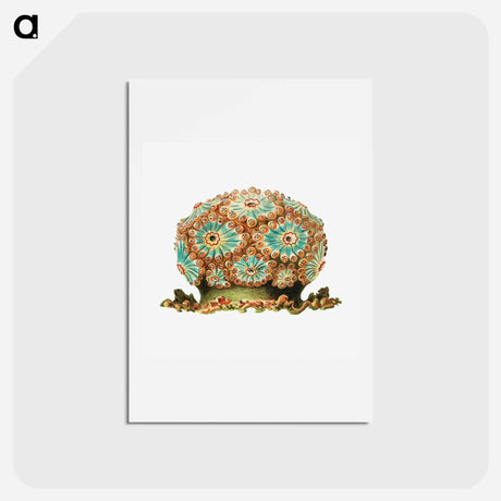 アートポストカード-Colorful vintage tunicate illustration - エルンスト ヘッケル Postcard.
