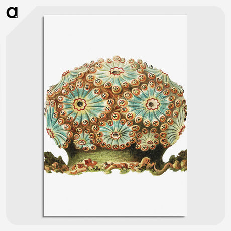 1-76_Ernst-Haeckel_picture-crop