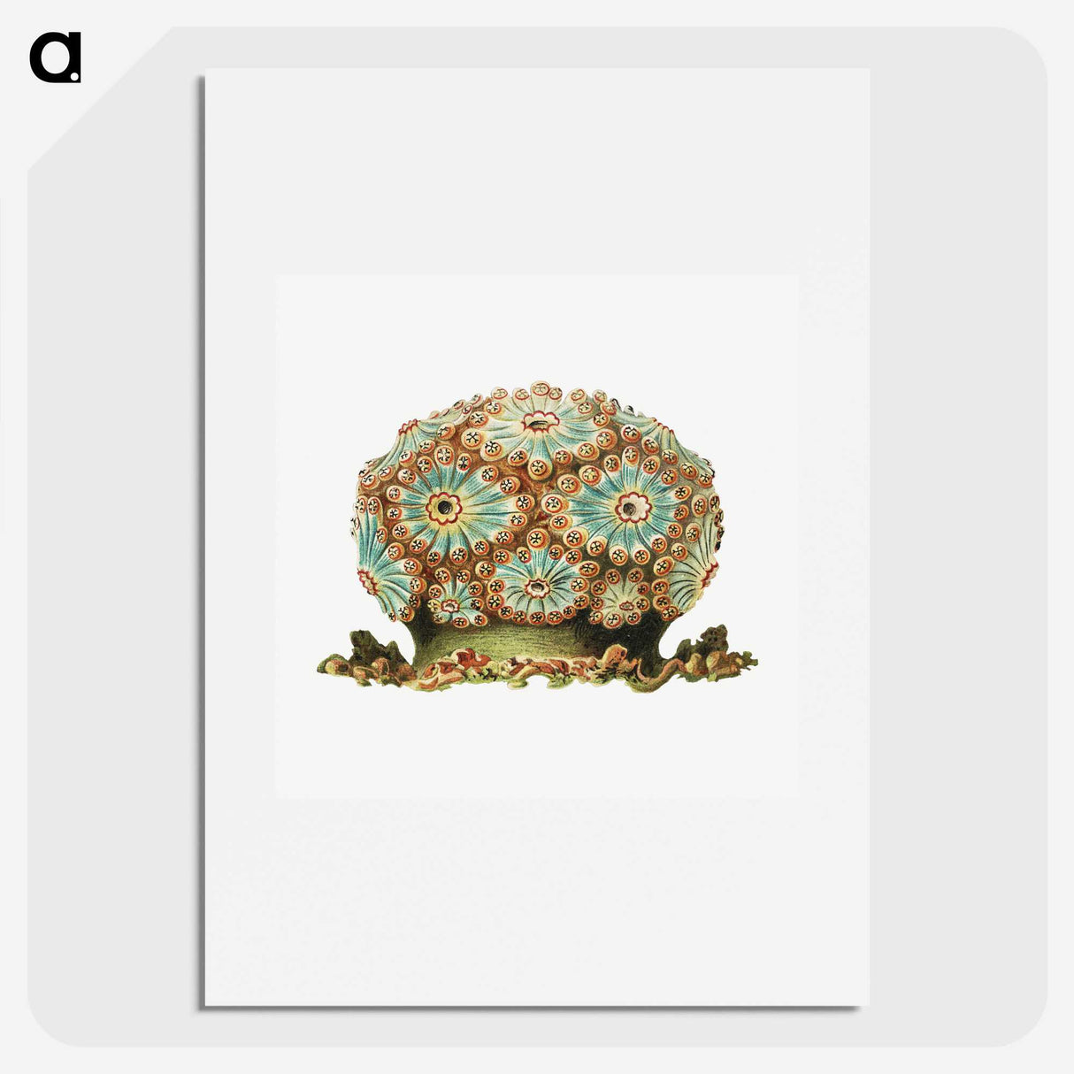 1-76_Ernst-Haeckel_picture