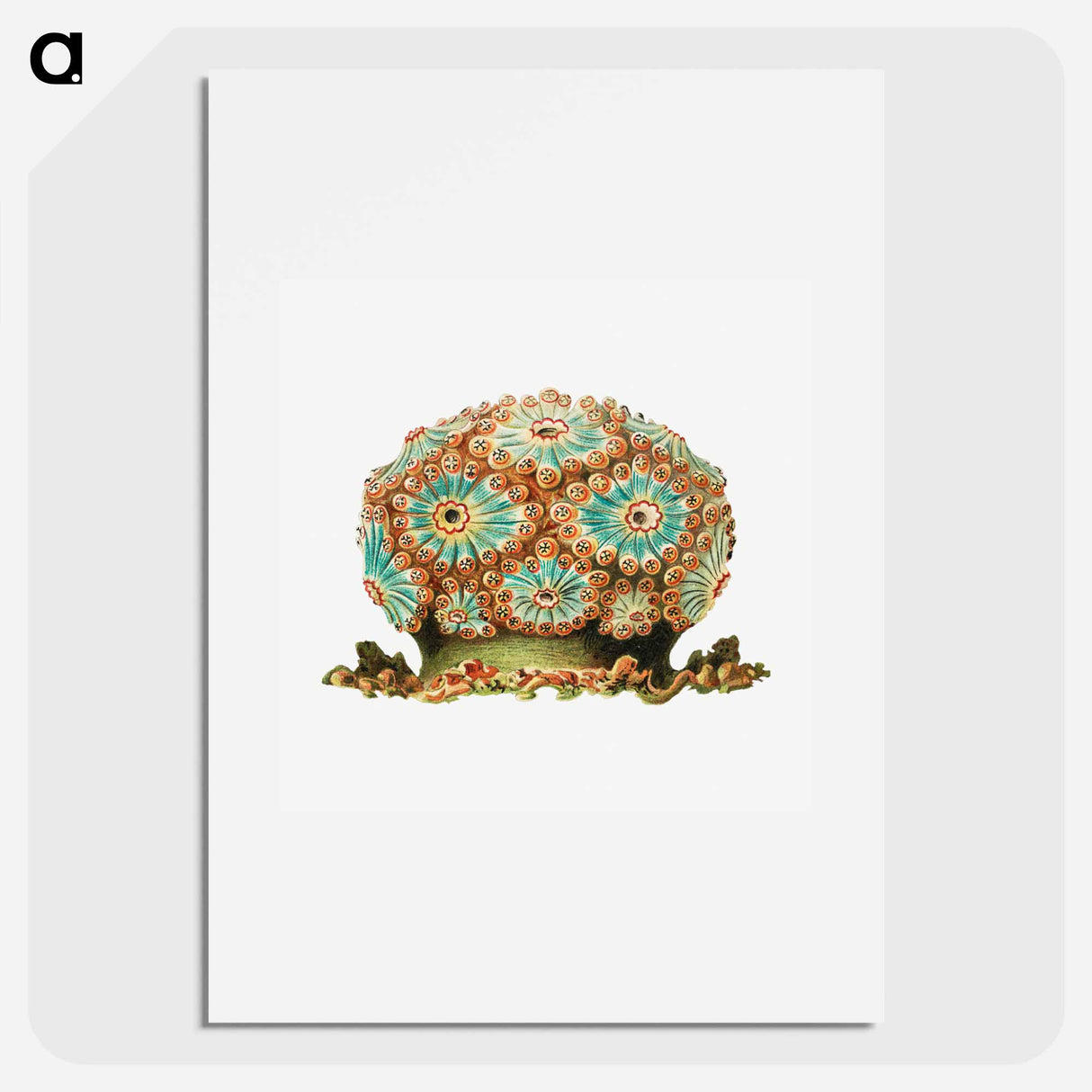 Colorful vintage tunicate illustration - エルンスト ヘッケル Poster.