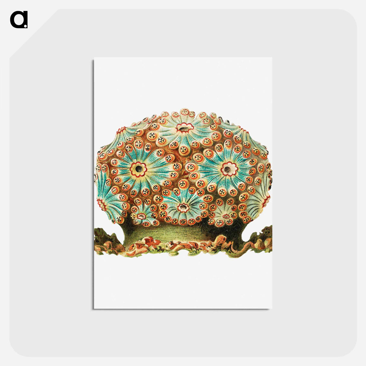 アートポストカード-Colorful vintage tunicate illustration - エルンスト ヘッケル Postcard.