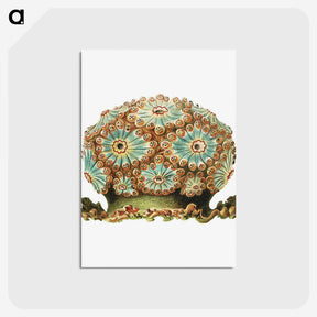 1-76_Ernst-Haeckel_postcard