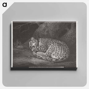 アートパネル-Sleeping Leopard
 - ジョージ スタッブス Canvas.