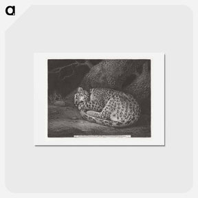 アートポストカード-Sleeping Leopard
 - ジョージ スタッブス Postcard.