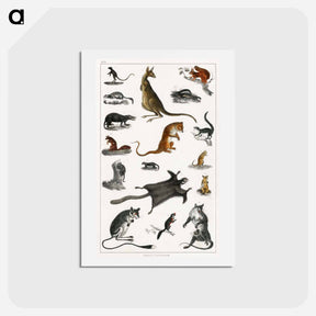 アートポストカード-Marsupials from Animated Nature
 - ゴールドスミスの生き生きとした自然 Postcard.