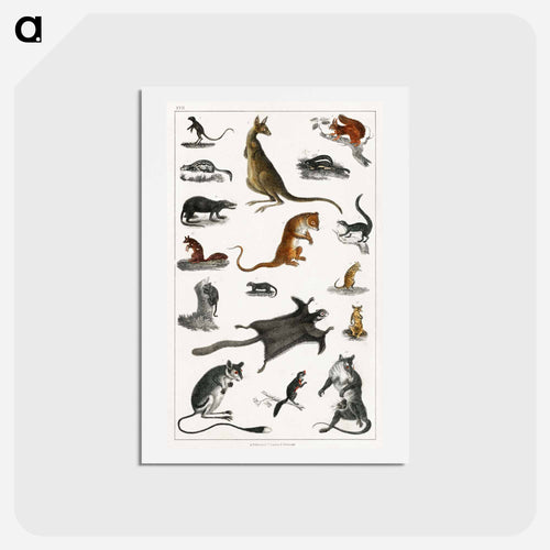 Marsupials from Animated Nature
 - ゴールドスミスの生き生きとした自然 Postcard.