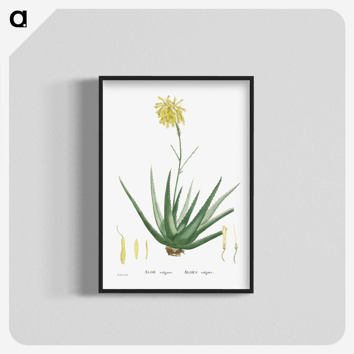 1-76_Histoire-des-Plantes-Grasses_blk-crop