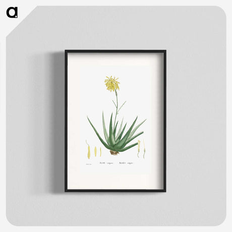 1-76_Histoire-des-Plantes-Grasses_blk