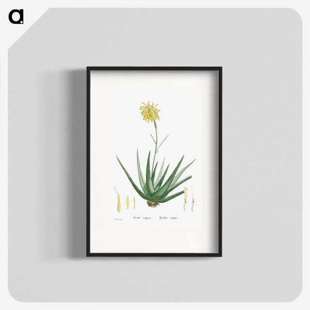 1-76_Histoire-des-Plantes-Grasses_blk