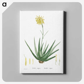 1-76_Histoire-des-Plantes-Grasses_canvas