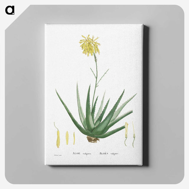 1-76_Histoire-des-Plantes-Grasses_canvas
