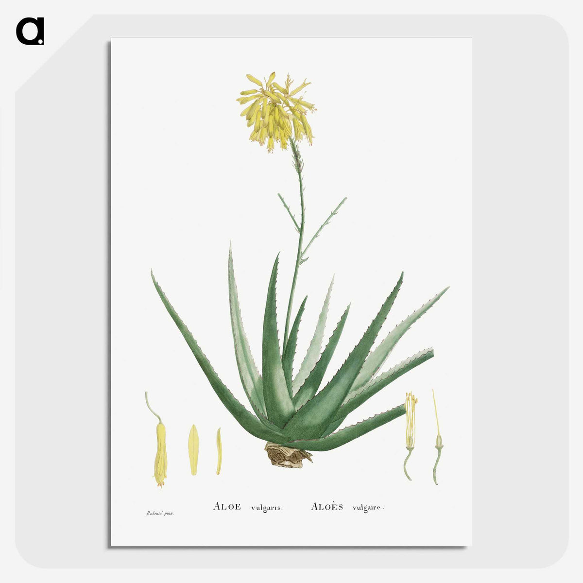 1-76_Histoire-des-Plantes-Grasses_picture-crop