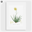 1-76_Histoire-des-Plantes-Grasses_picture
