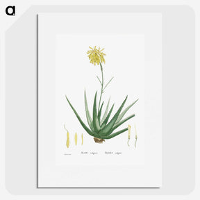 1-76_Histoire-des-Plantes-Grasses_picture