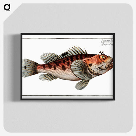 1-76_Ichtyologie-ou-Histoire-naturelle_blk-crop