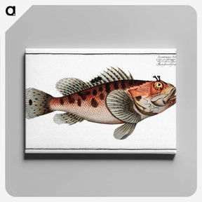 1-76_Ichtyologie-ou-Histoire-naturelle_canvas
